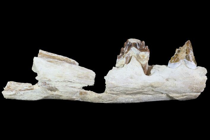 Archaeocete (Primitive Whale) Jaw Section - Basilosaur #89258